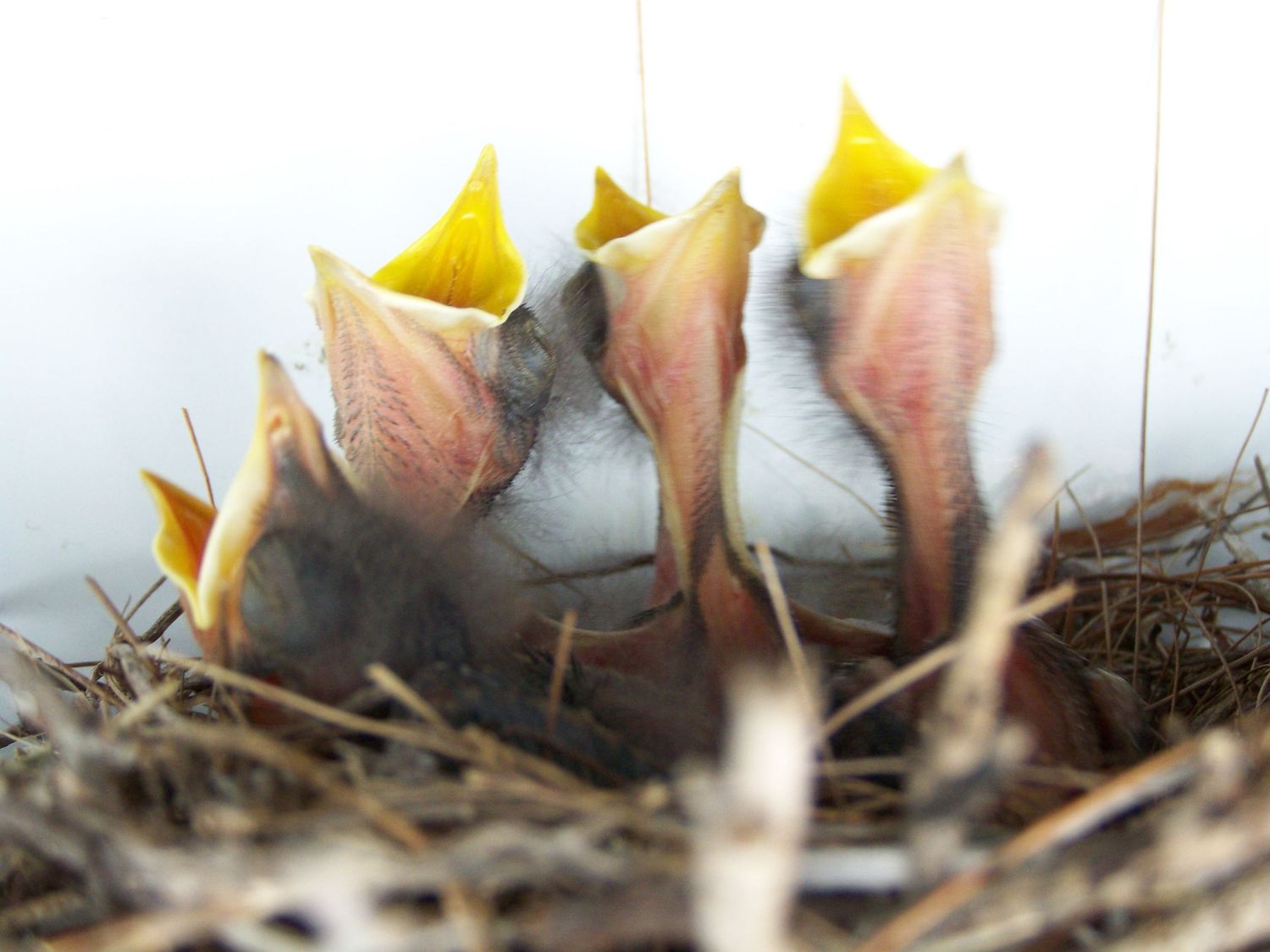 Hungry baby Mockingbirds