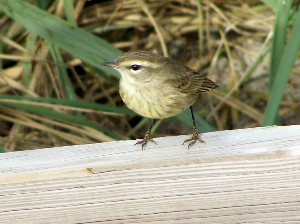Palm Warbler