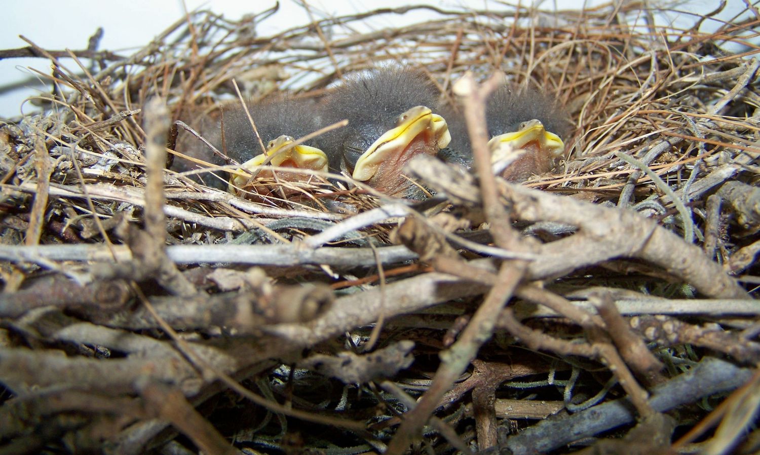 Baby Mockingbirds