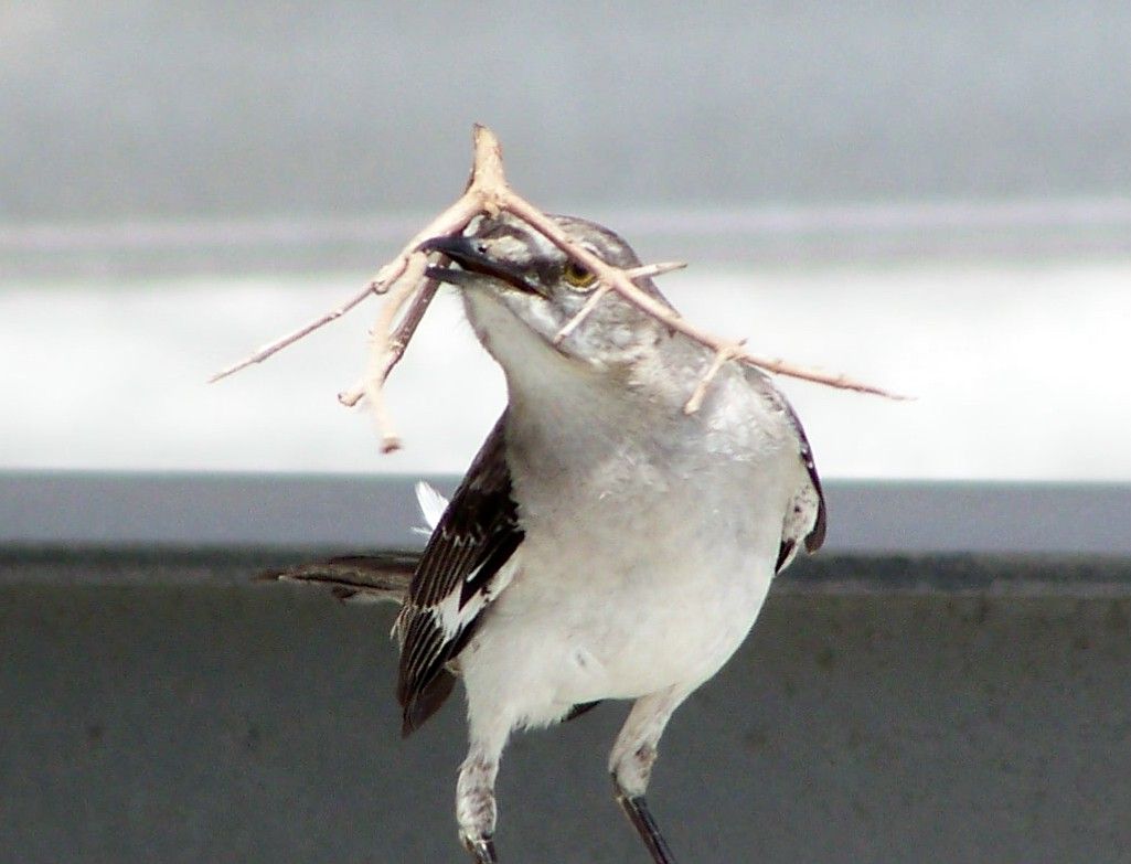 Mockingbird building her nest