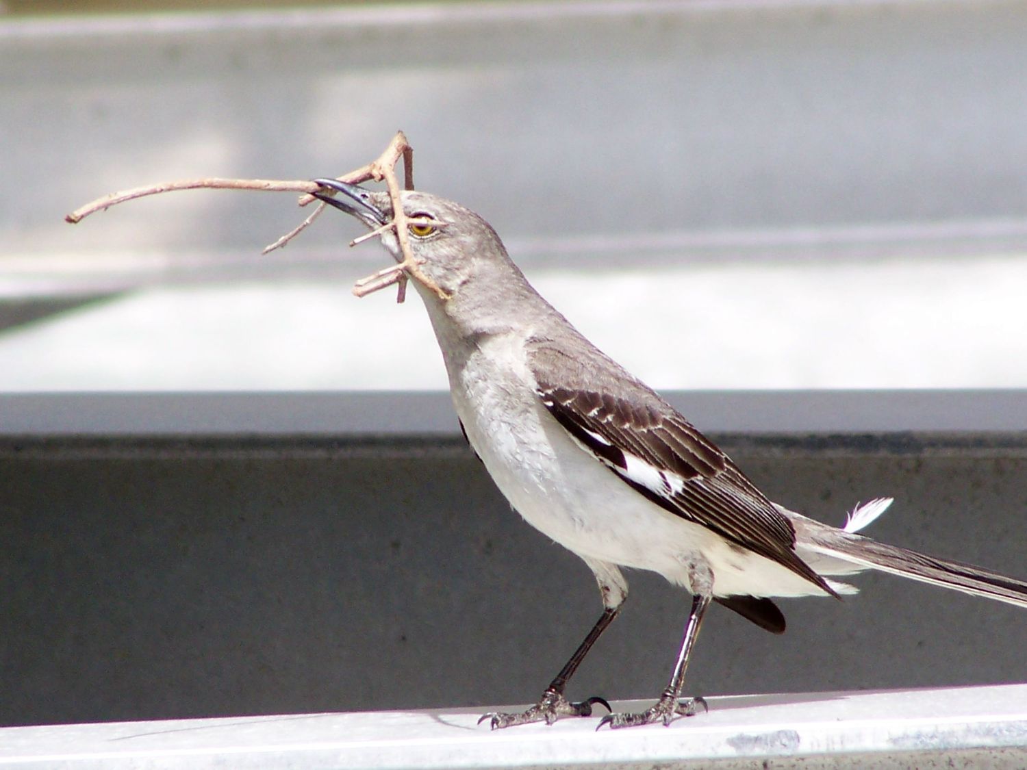 Mockingbird building her nest