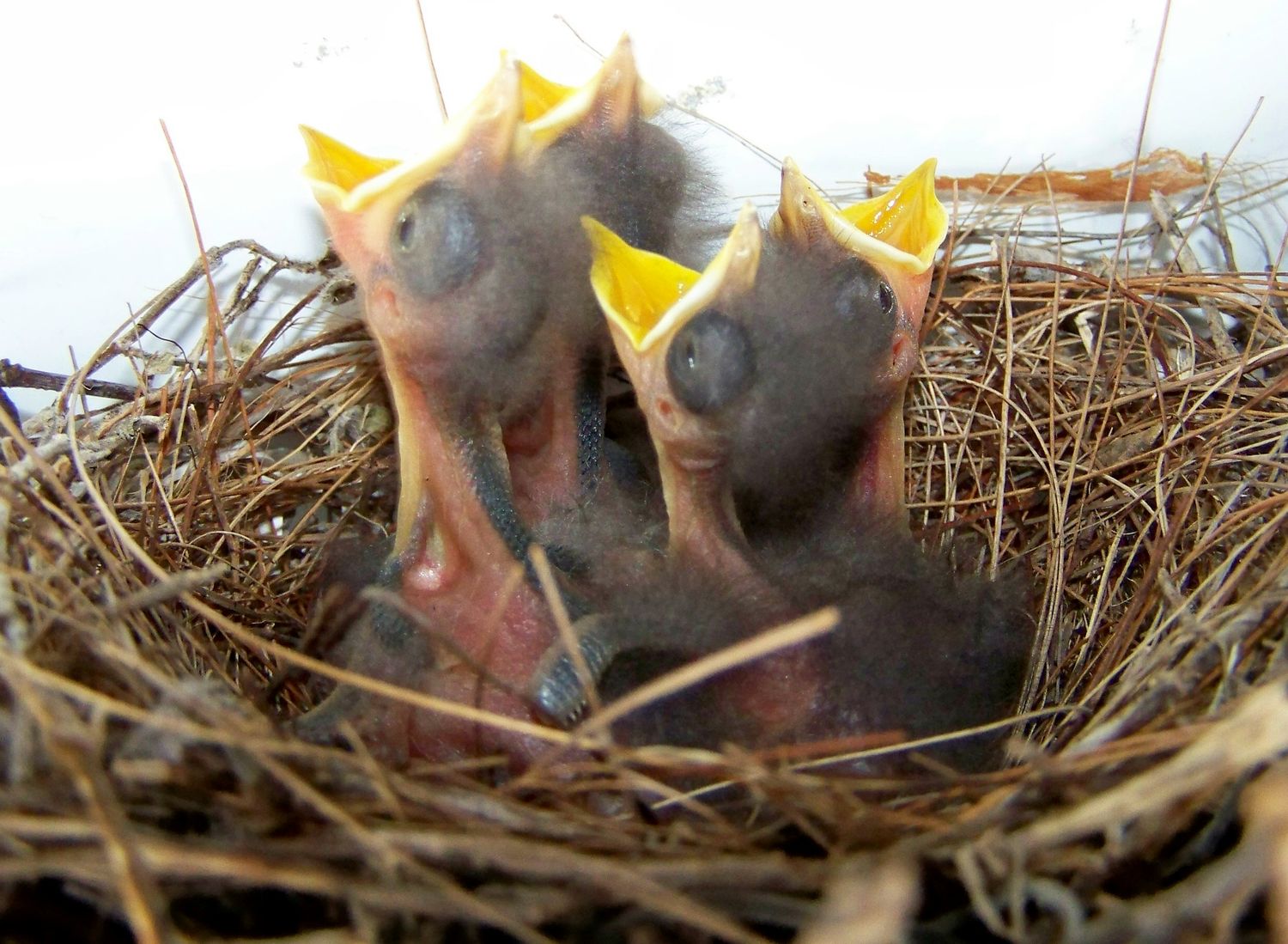 Newborn Mockingbirds