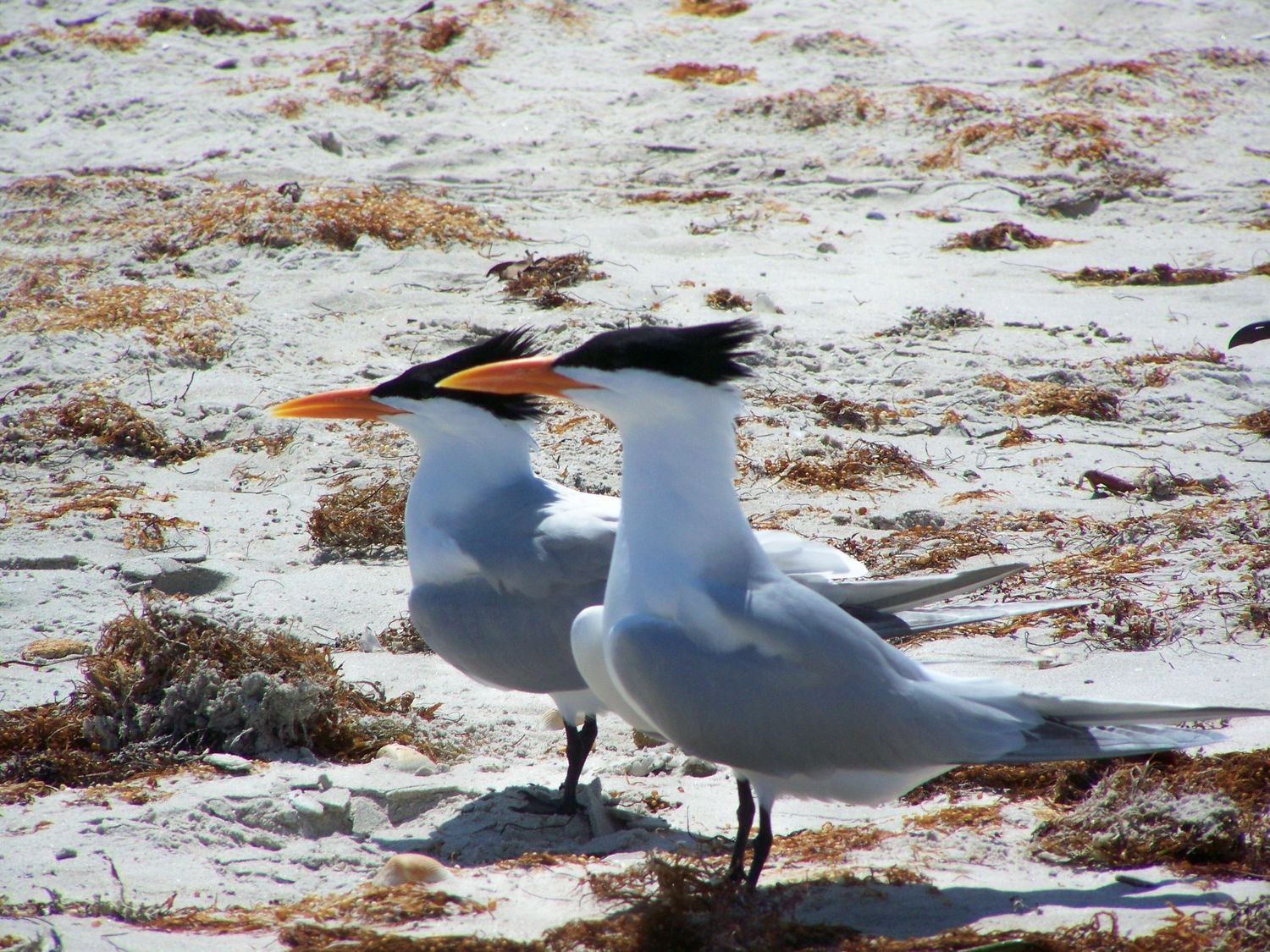 Terns