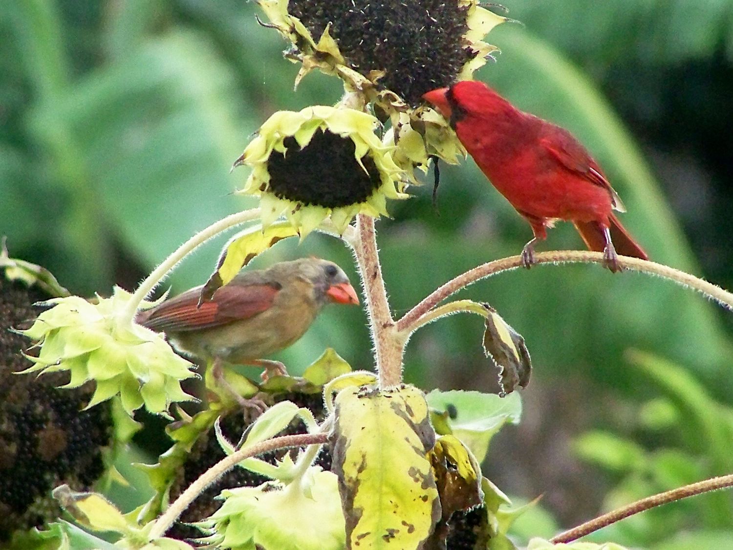 Cardinals on Sunflower