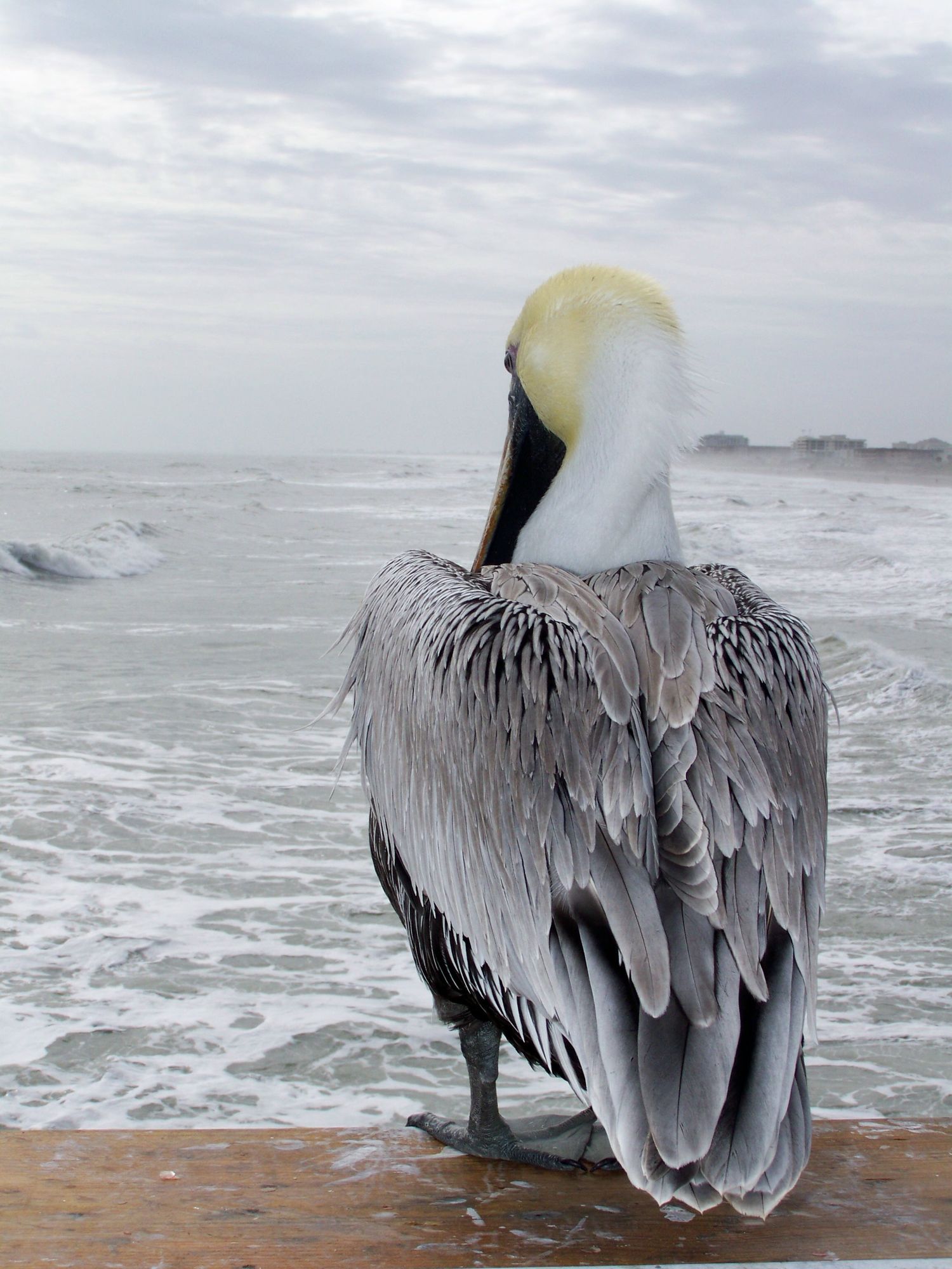 Pelican