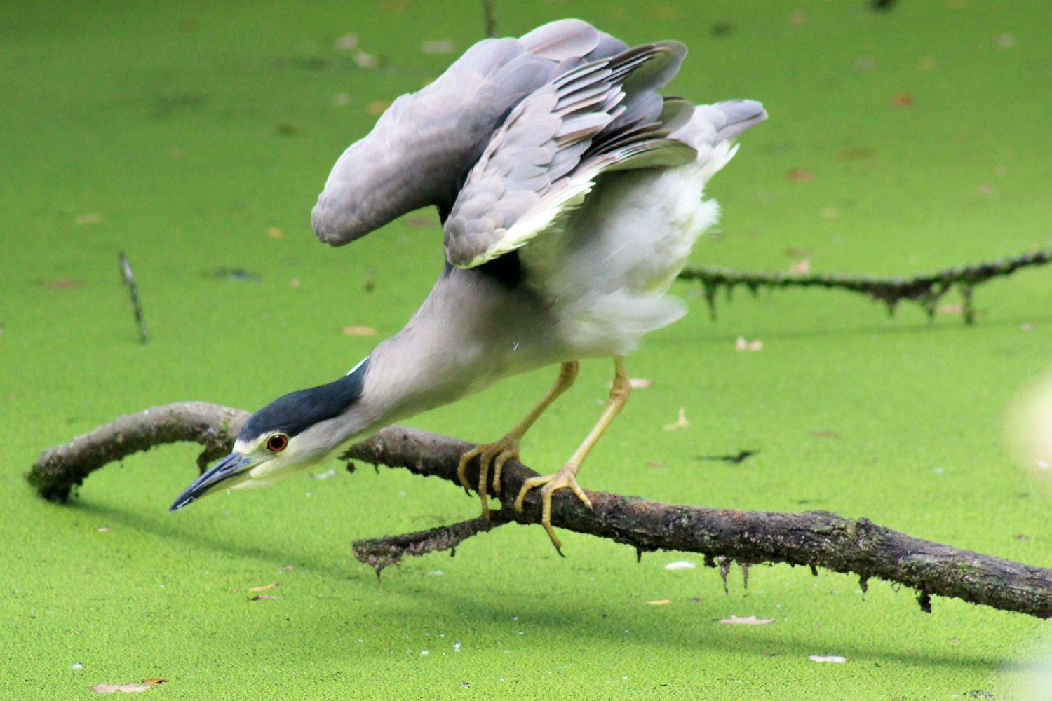 Hunting Heron