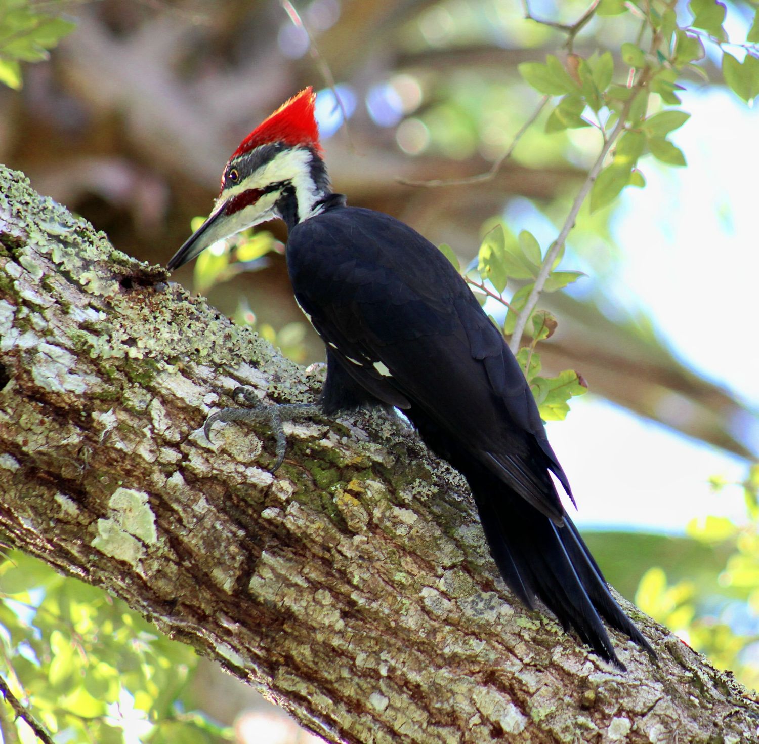 Pileated Woodpecker