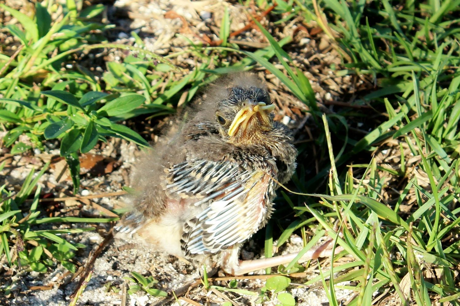 Fledgling Mockingbird