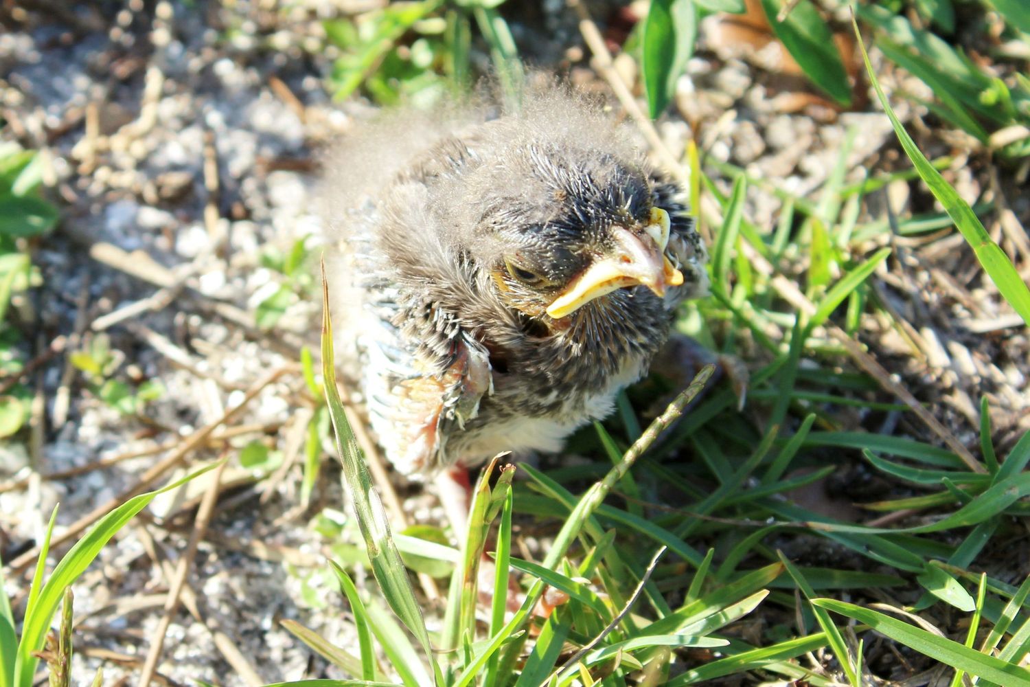 Fledgling Mockingbird