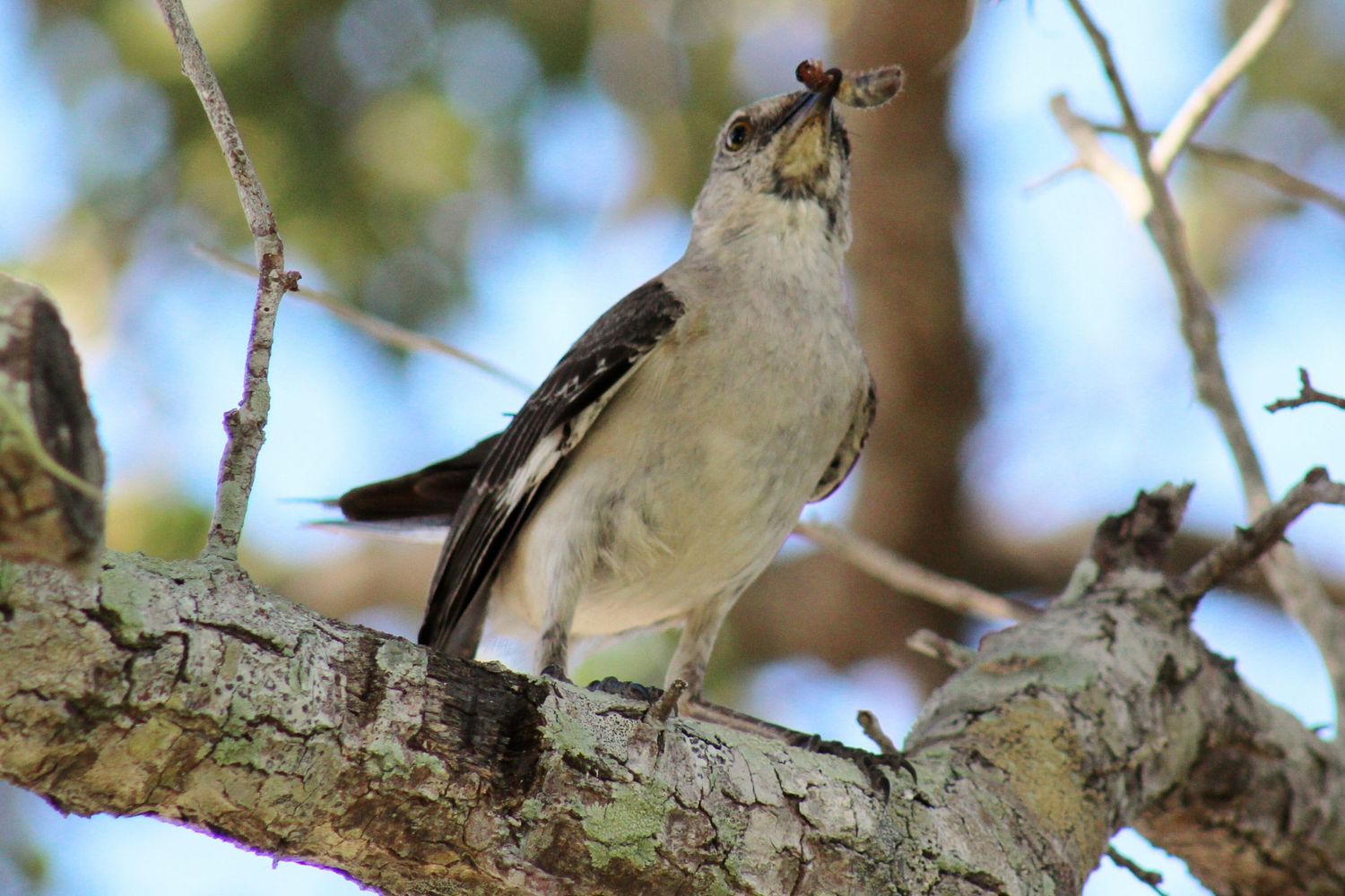 Mama Mockingbird with food for her babies