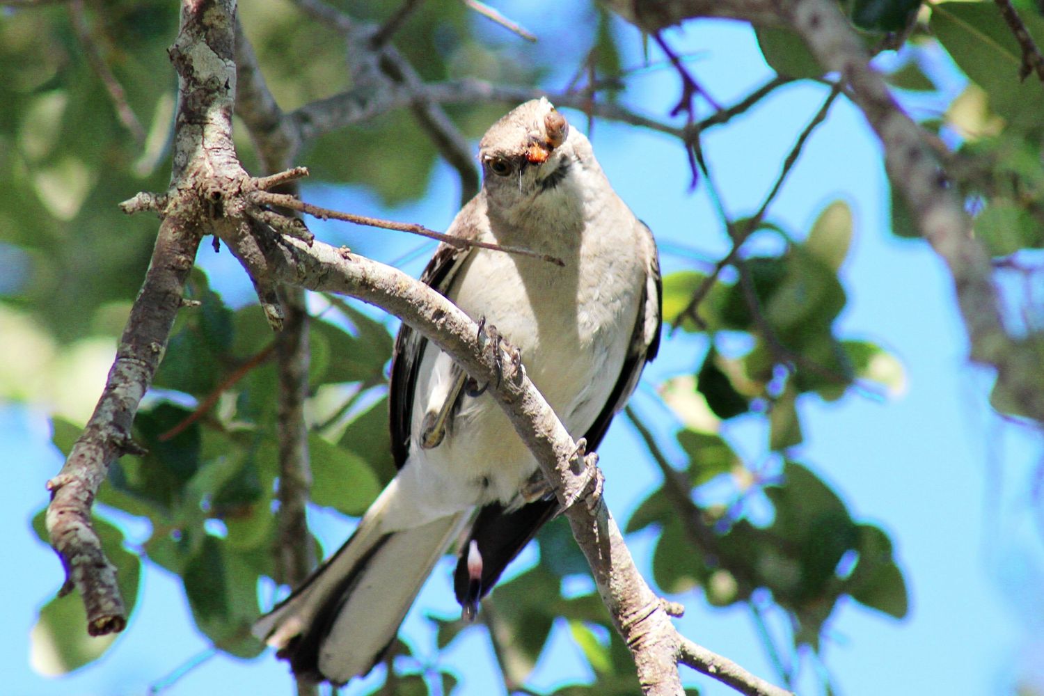 Mockingbird