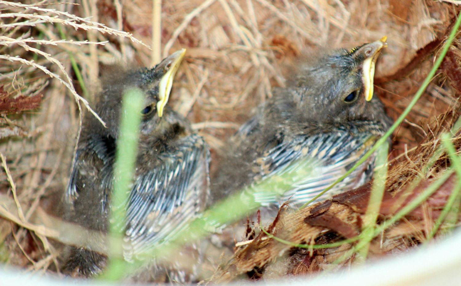 Baby Mockingbirds