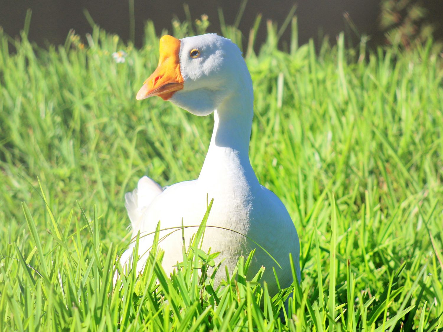 Duck