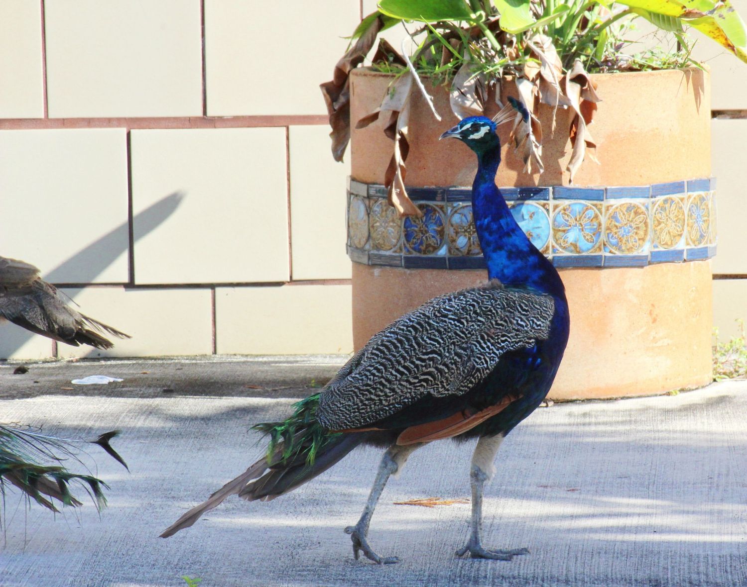 Male Peacock