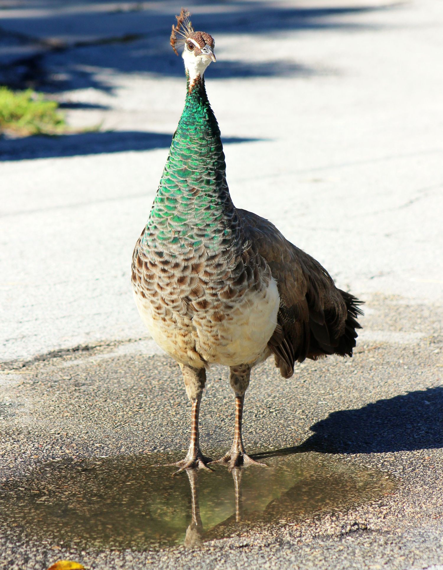 Female Peacock