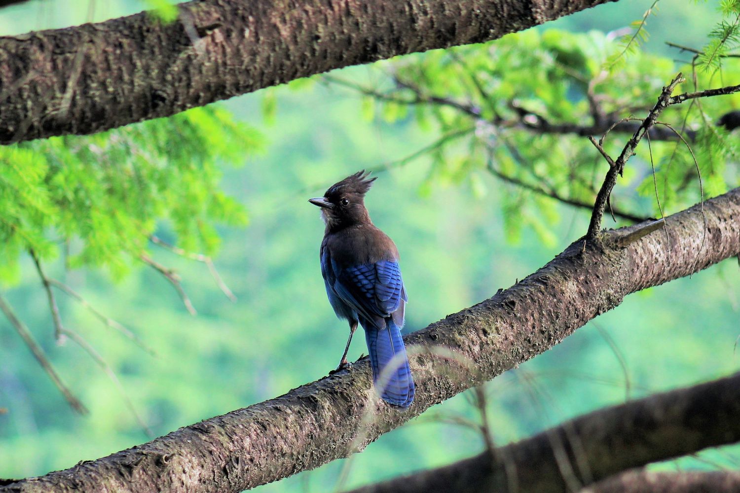 Stellar Jay