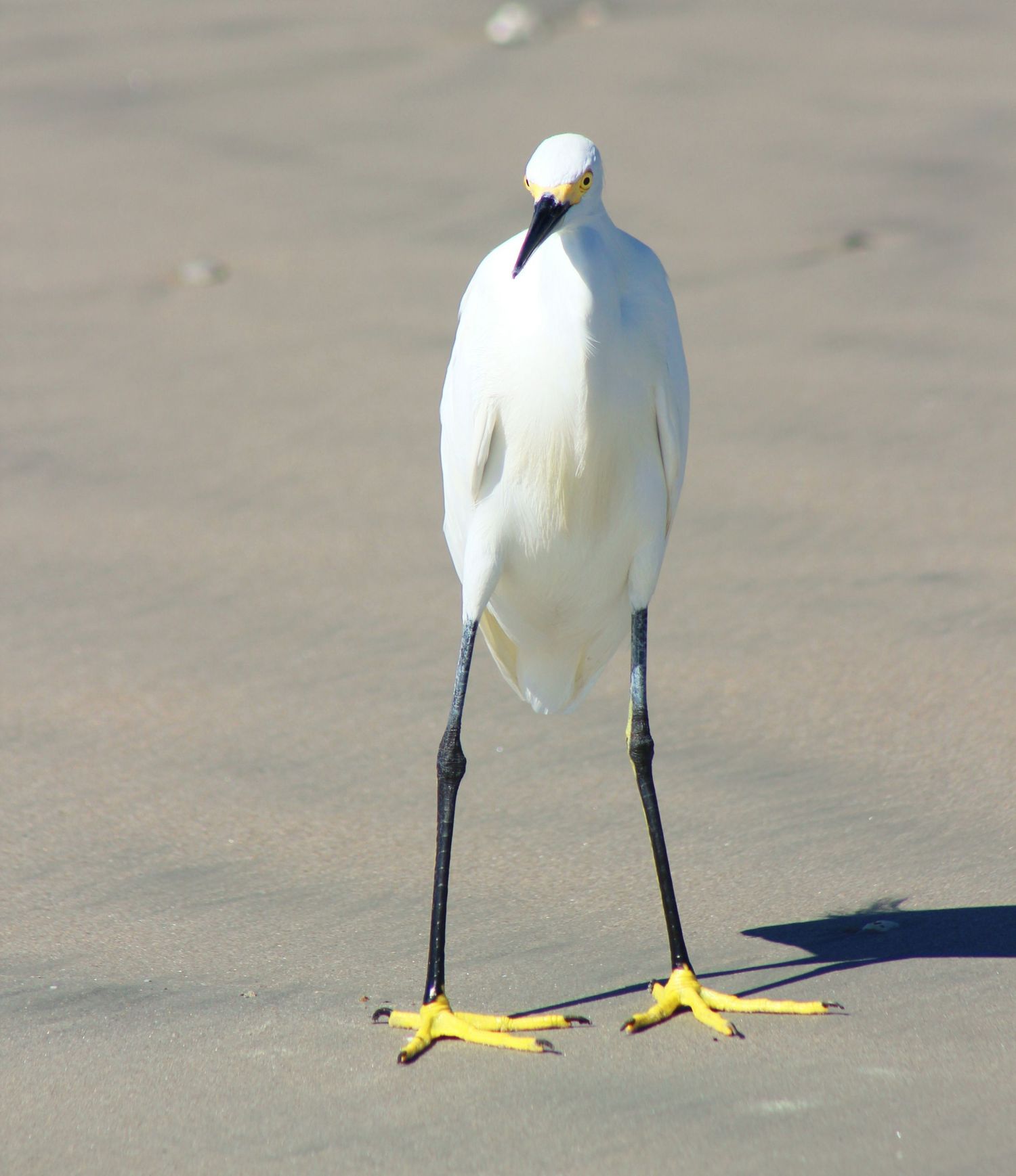 Snowy Egret