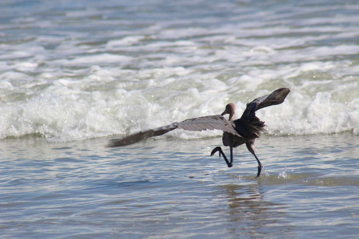 Surfing Egret