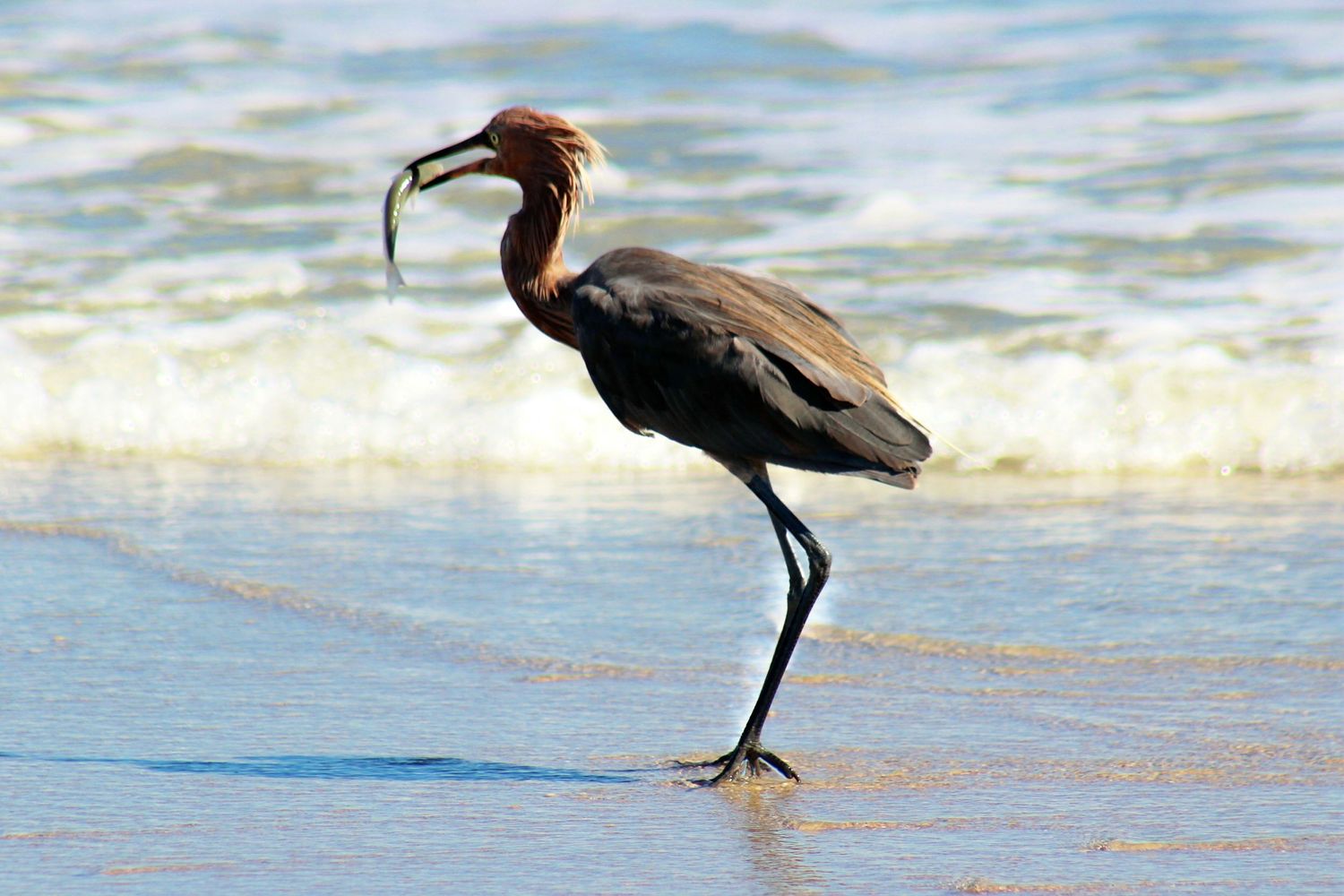 Egret with Catch of the Day
