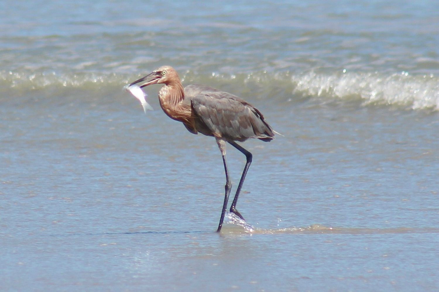 Egret with Catch of the Day