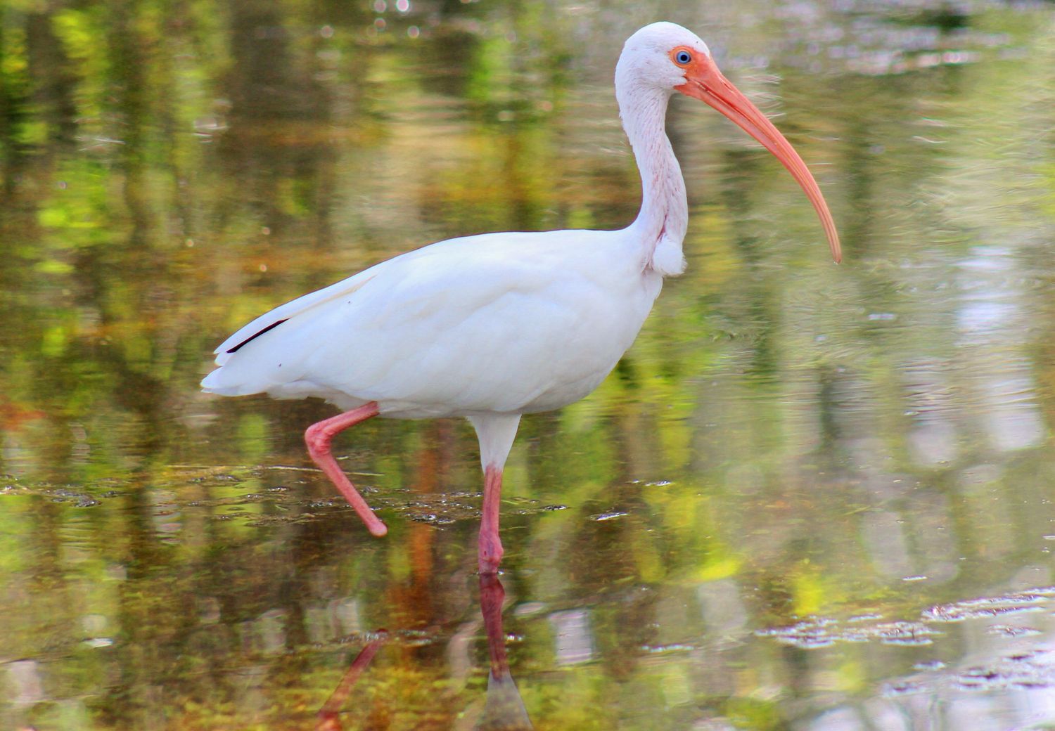 Lefty the Ibis