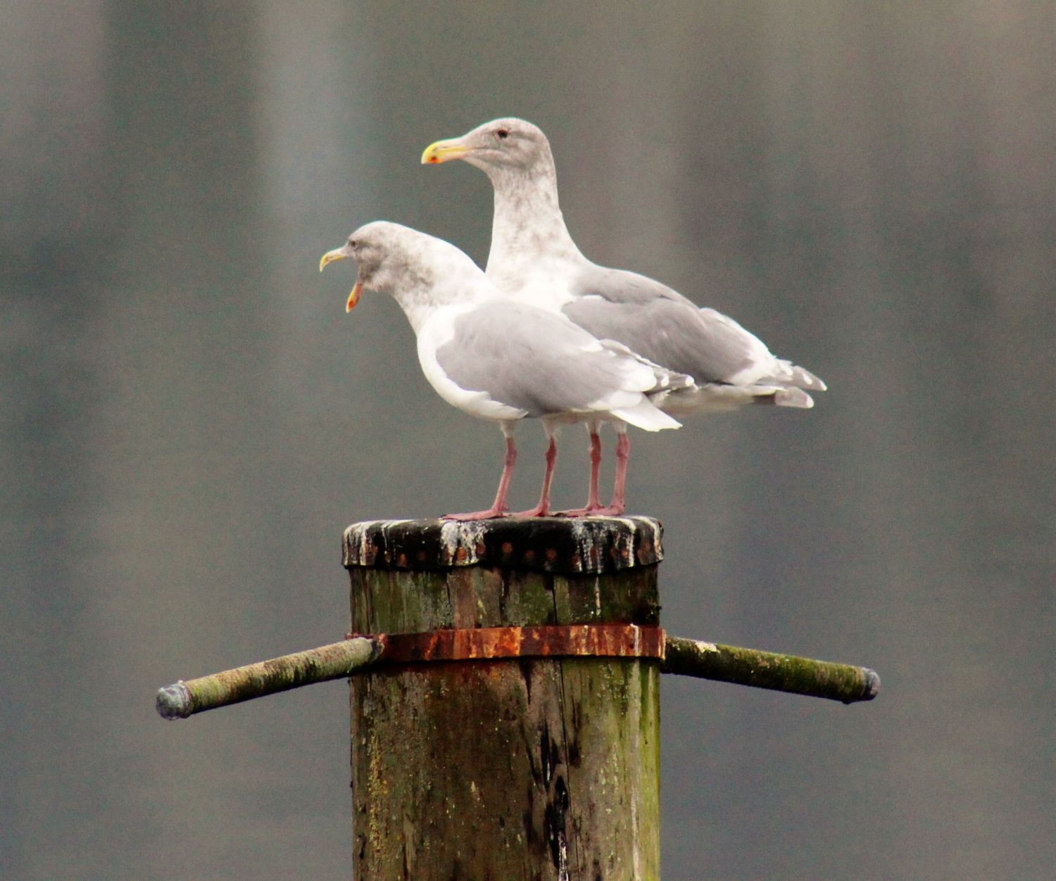 Seagulls