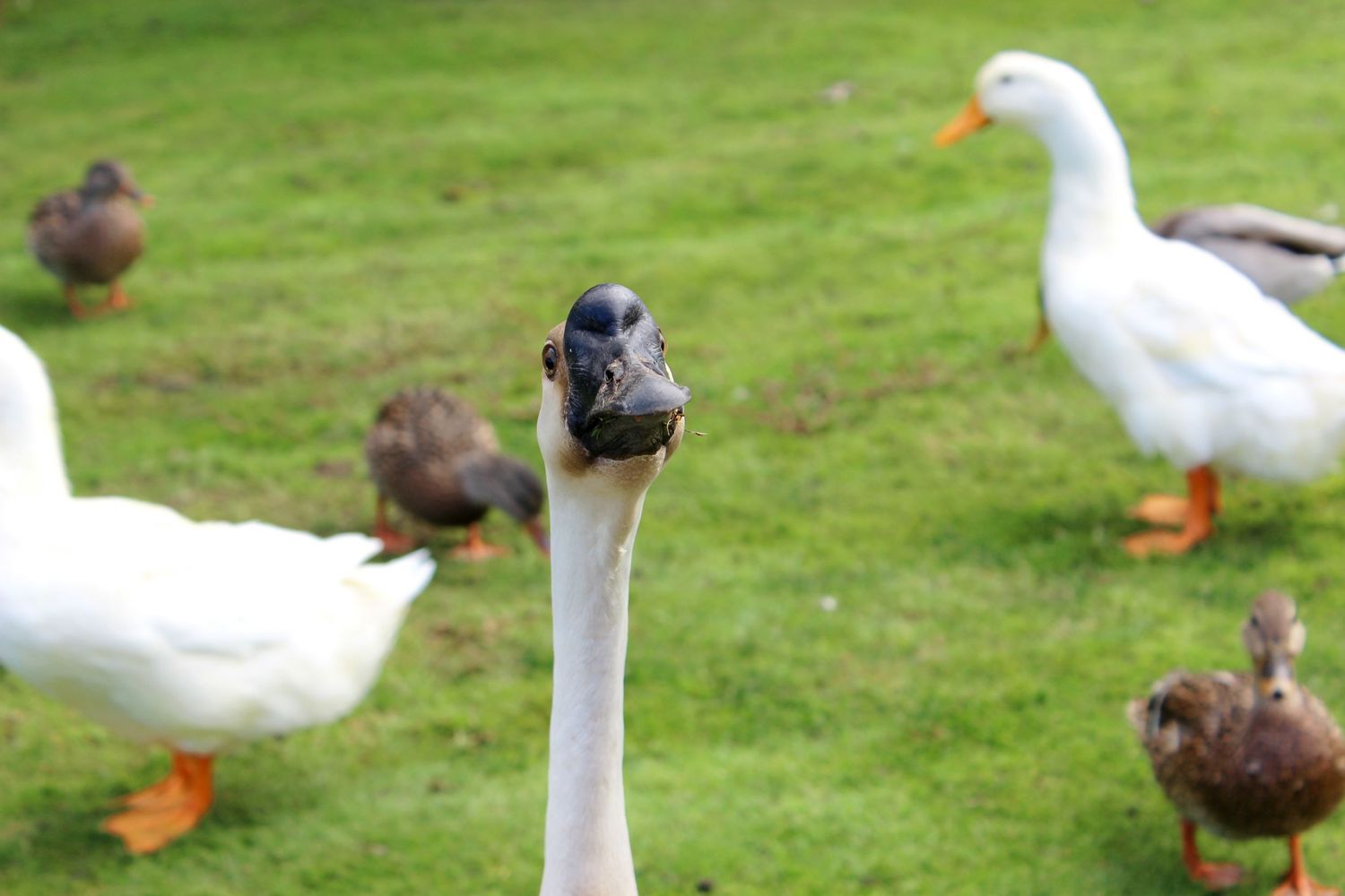 Goose