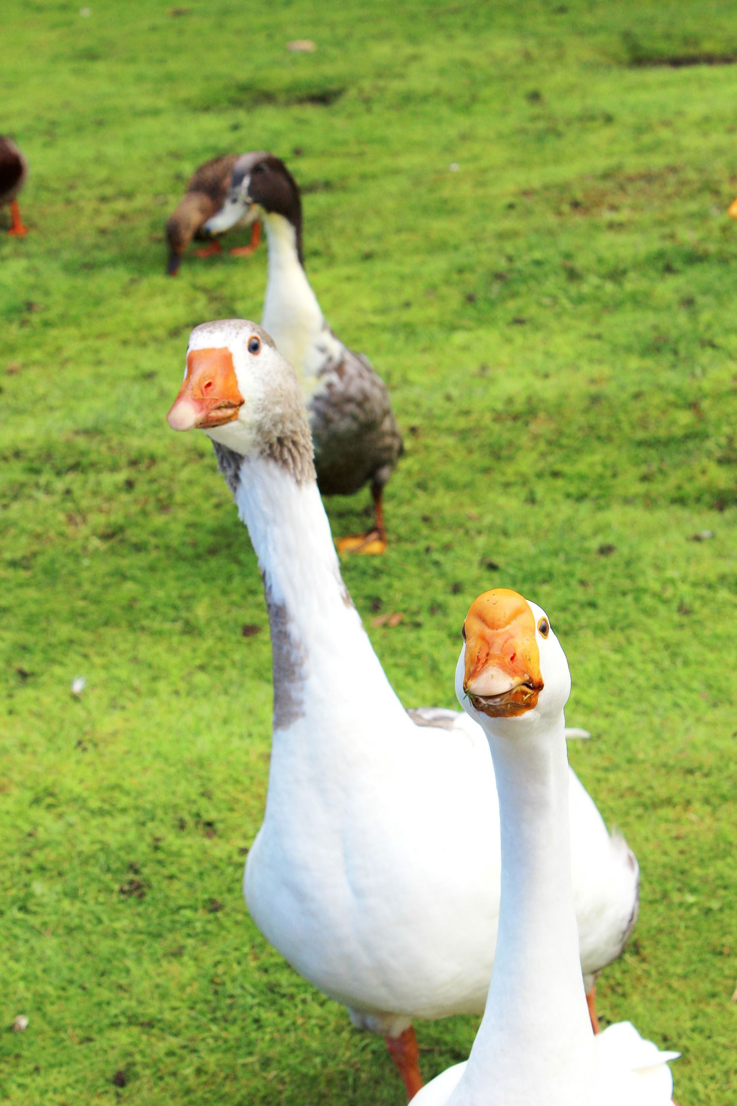 Duck