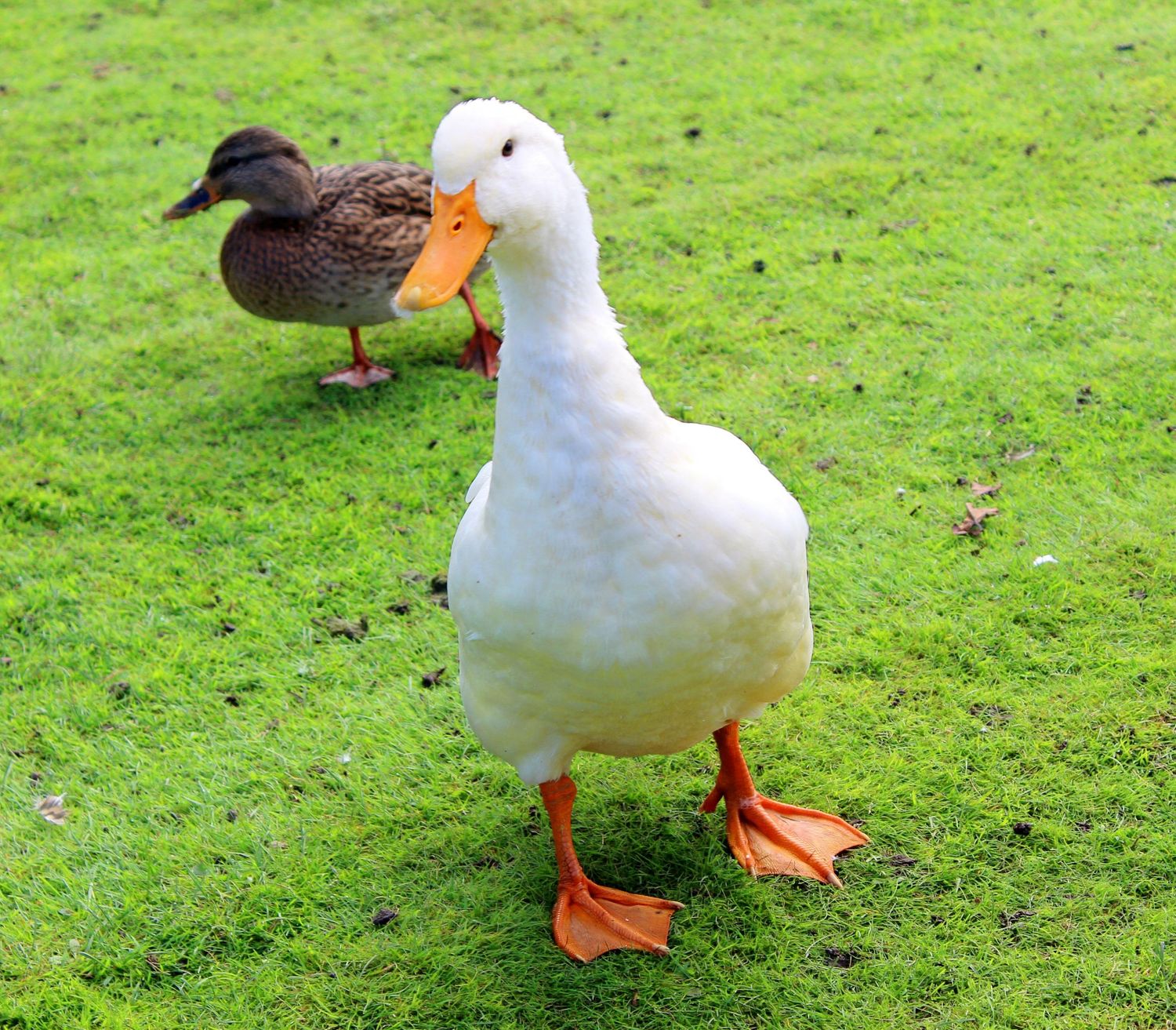 Duck