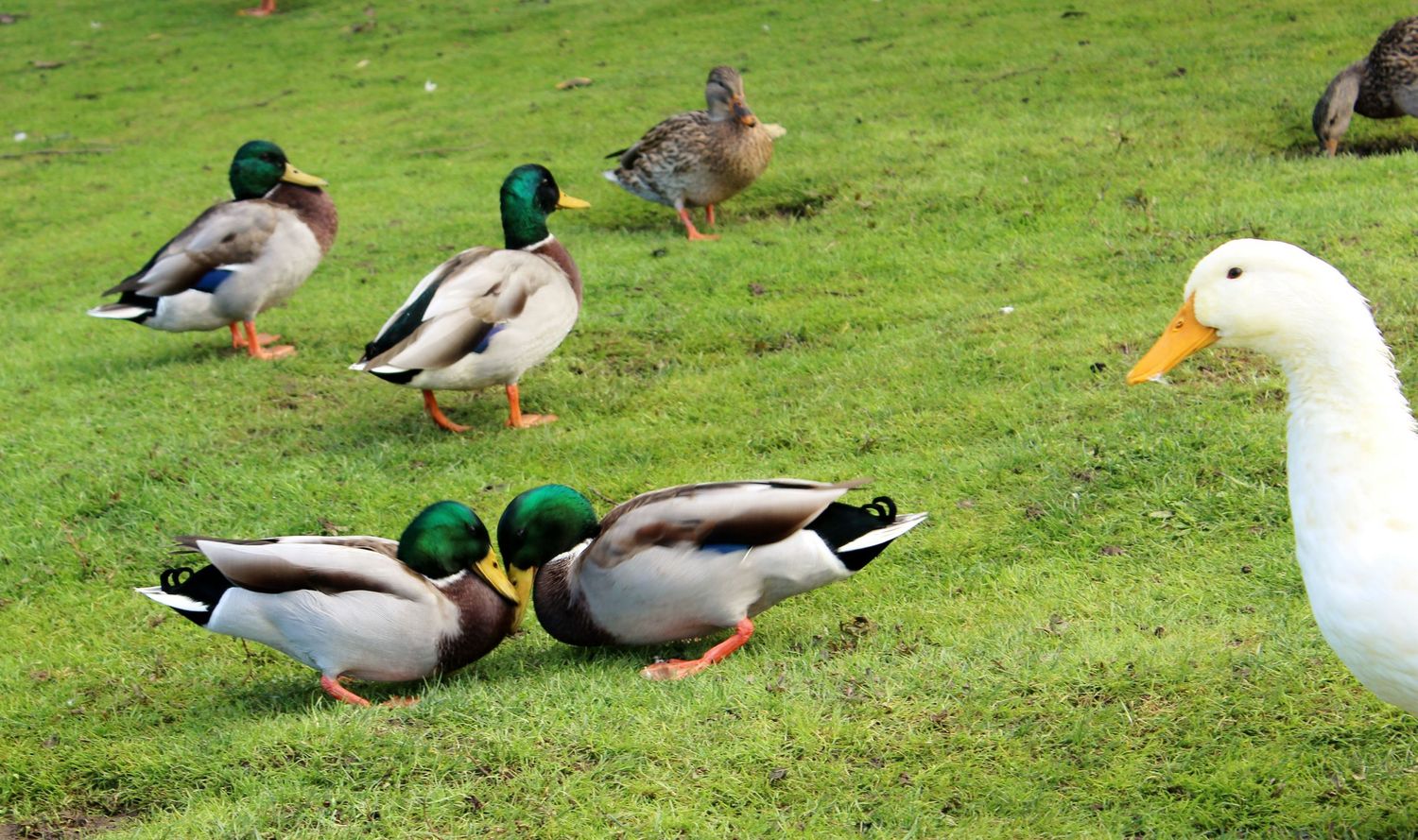 Ducks