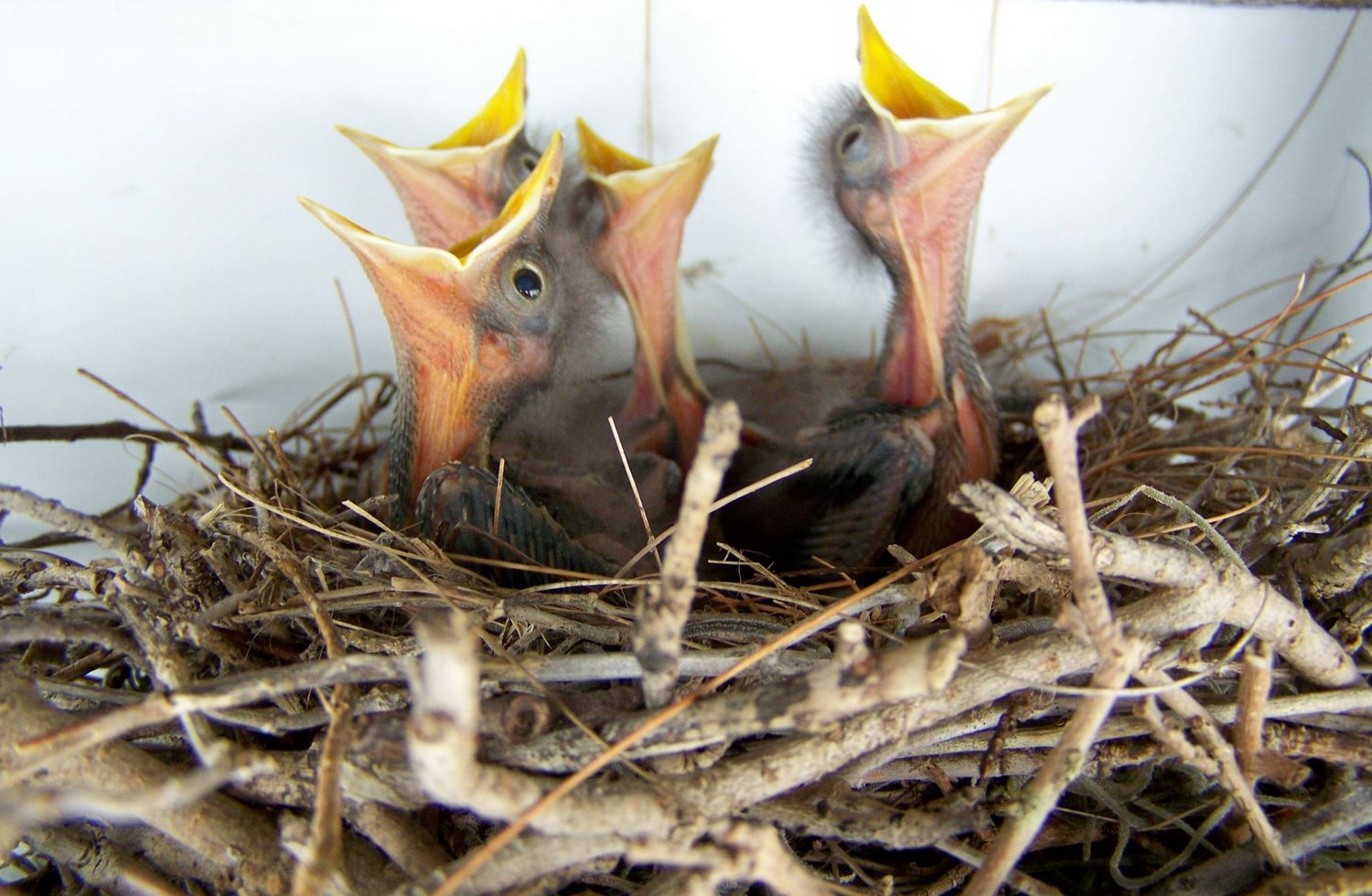 Hungry baby Mockingbirds