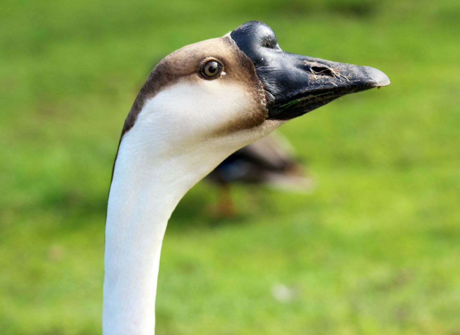 Goose