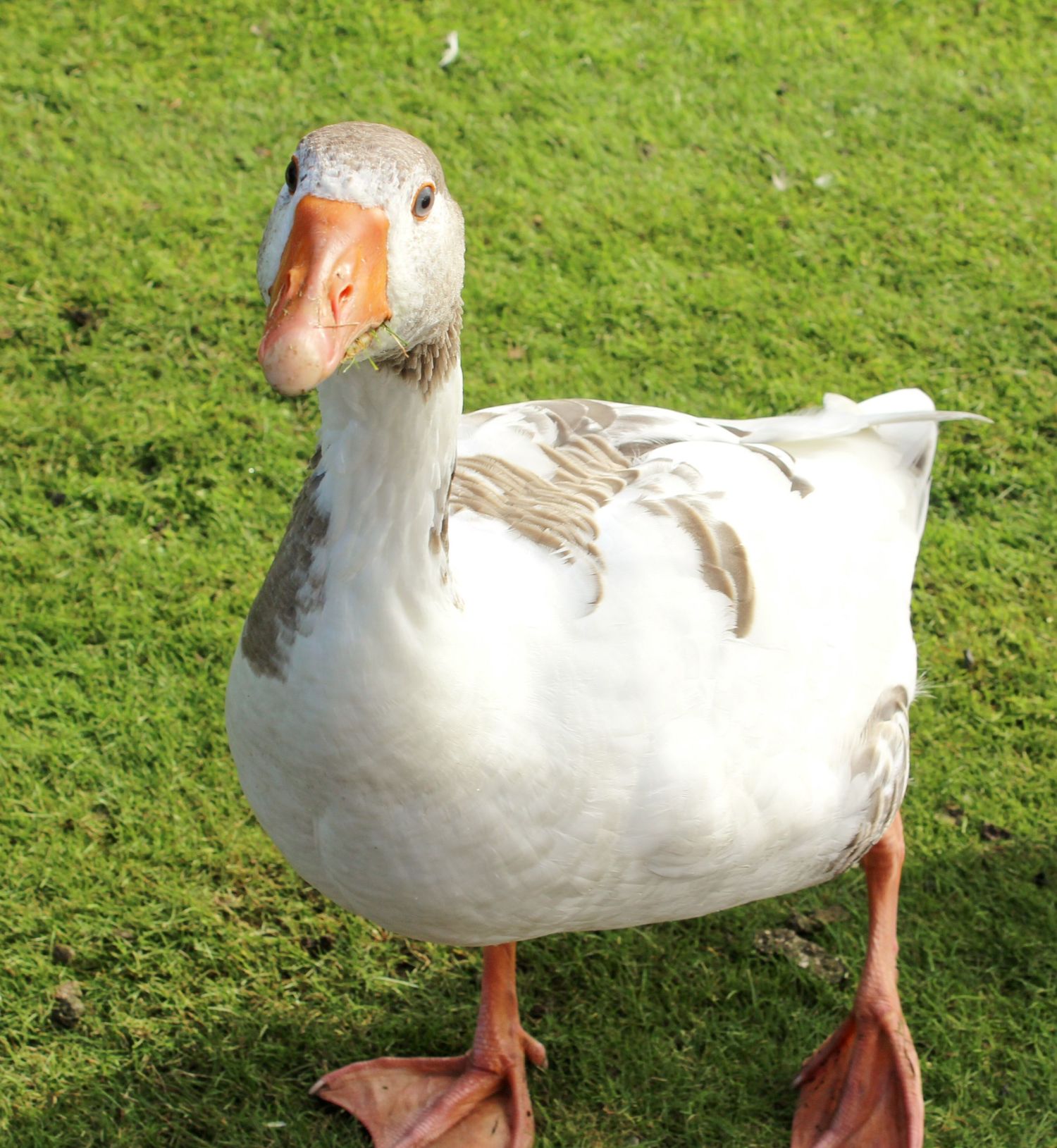 Duck