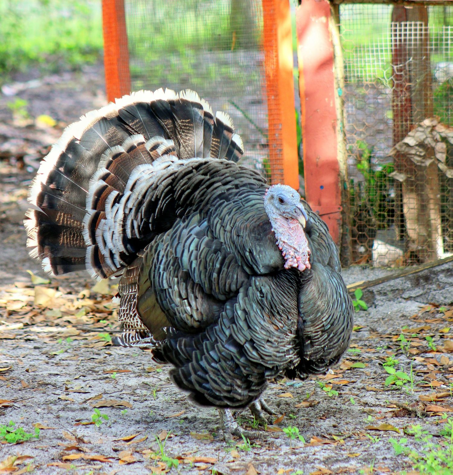 Turkey