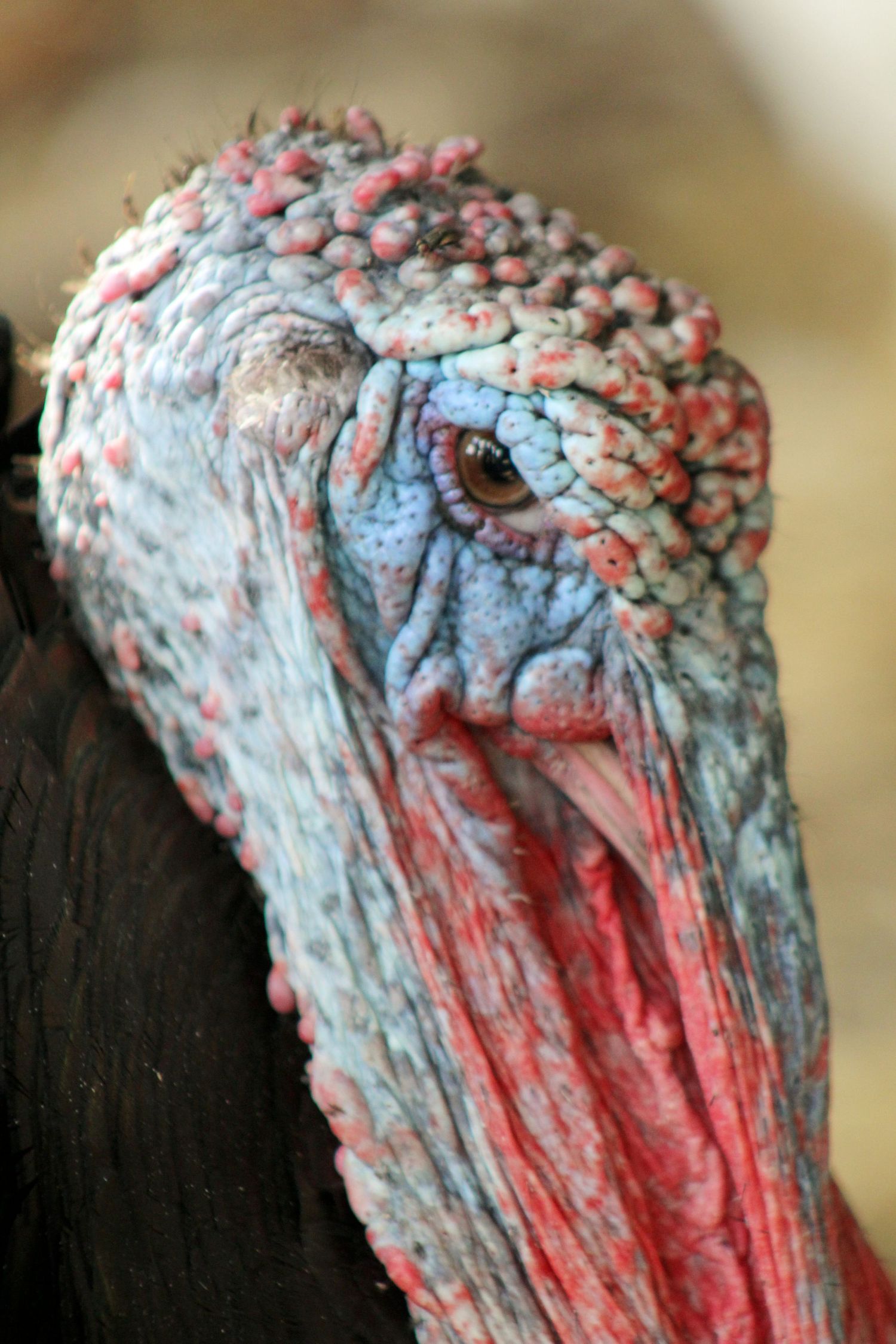 Turkey