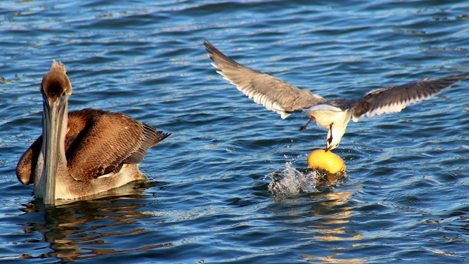 Pelican and Seagull