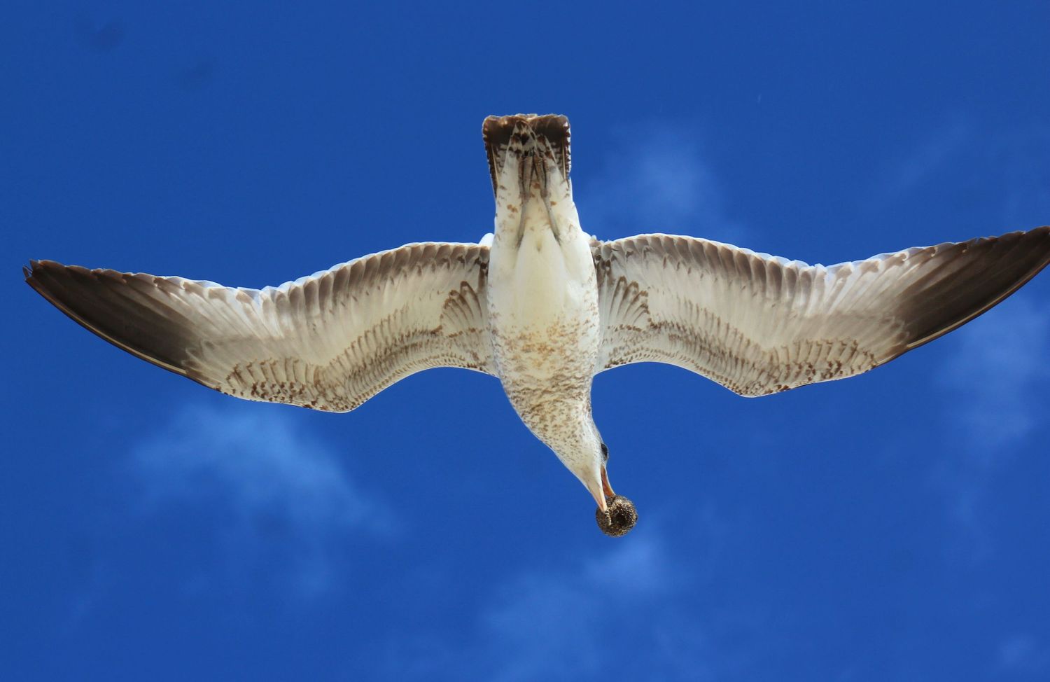 Osprey with a Dunkin' Munchkin