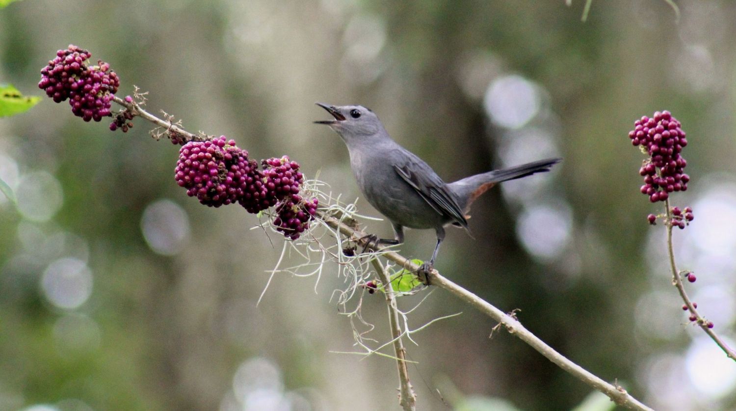 Bird with Berries