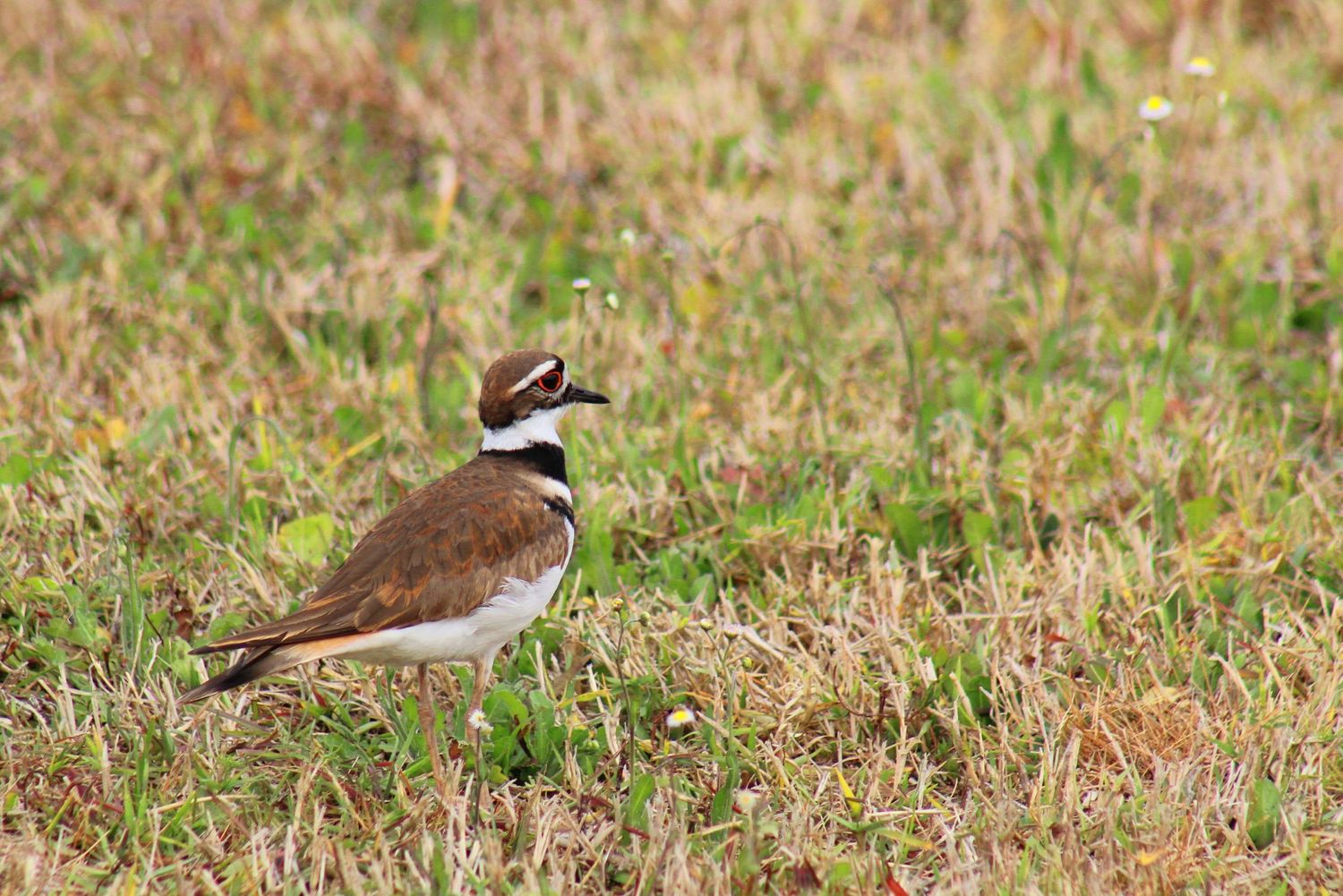 Killdeer