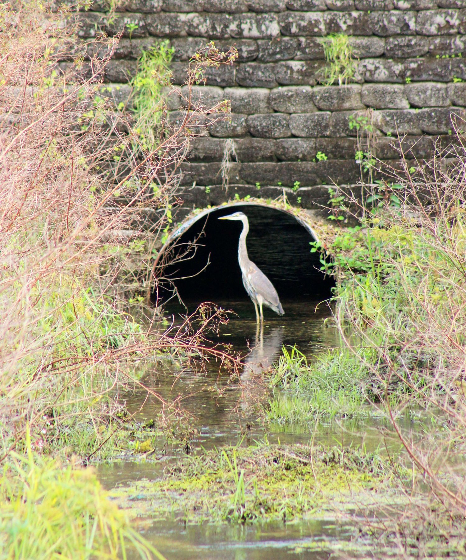 Egret