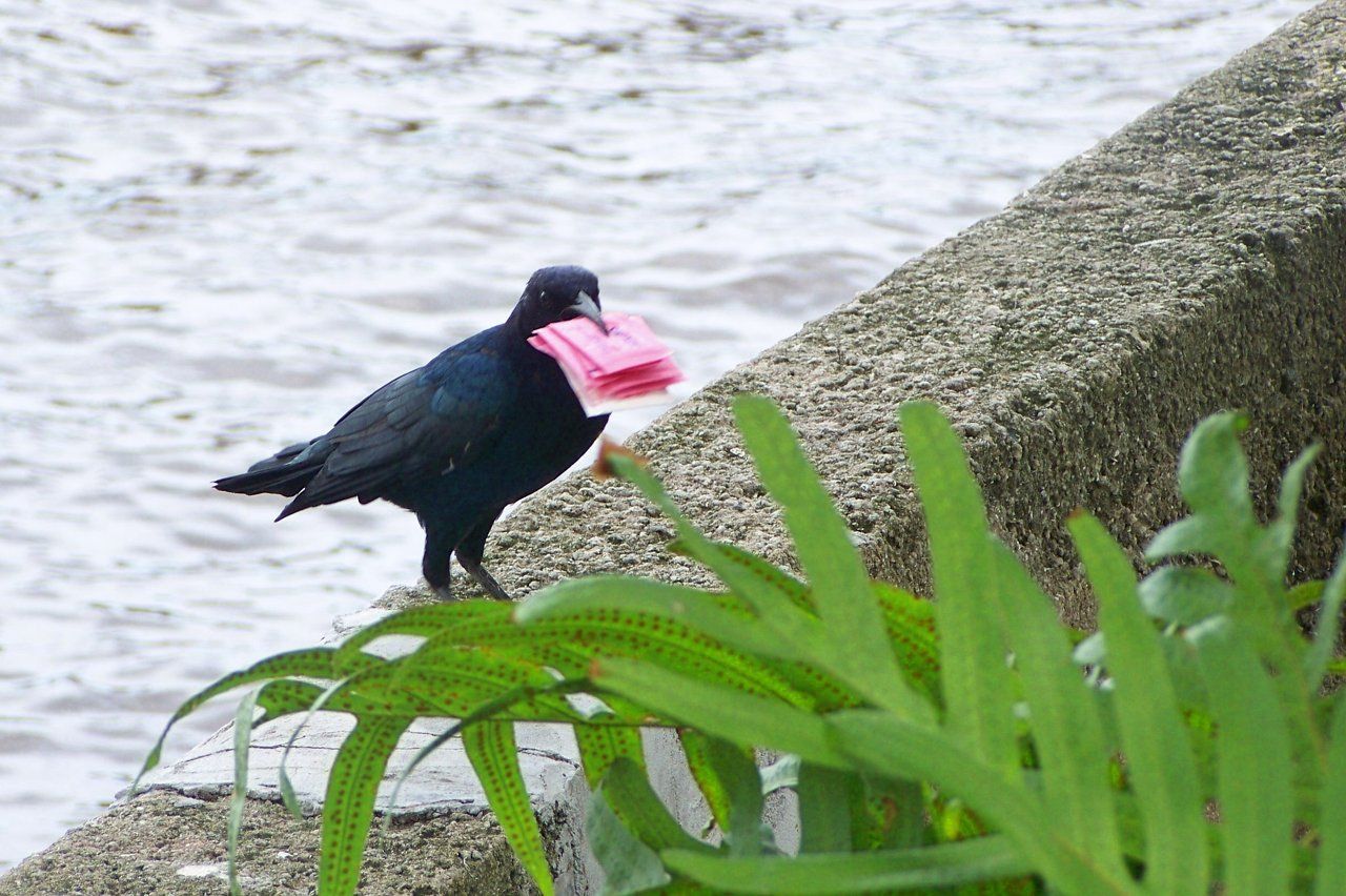Crow with his stolen goods
