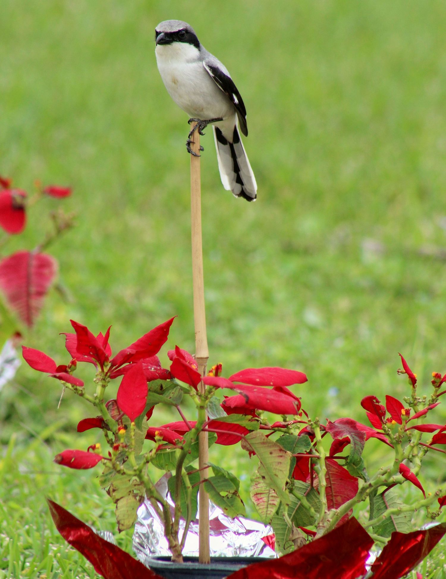 Loggerhead Shrike