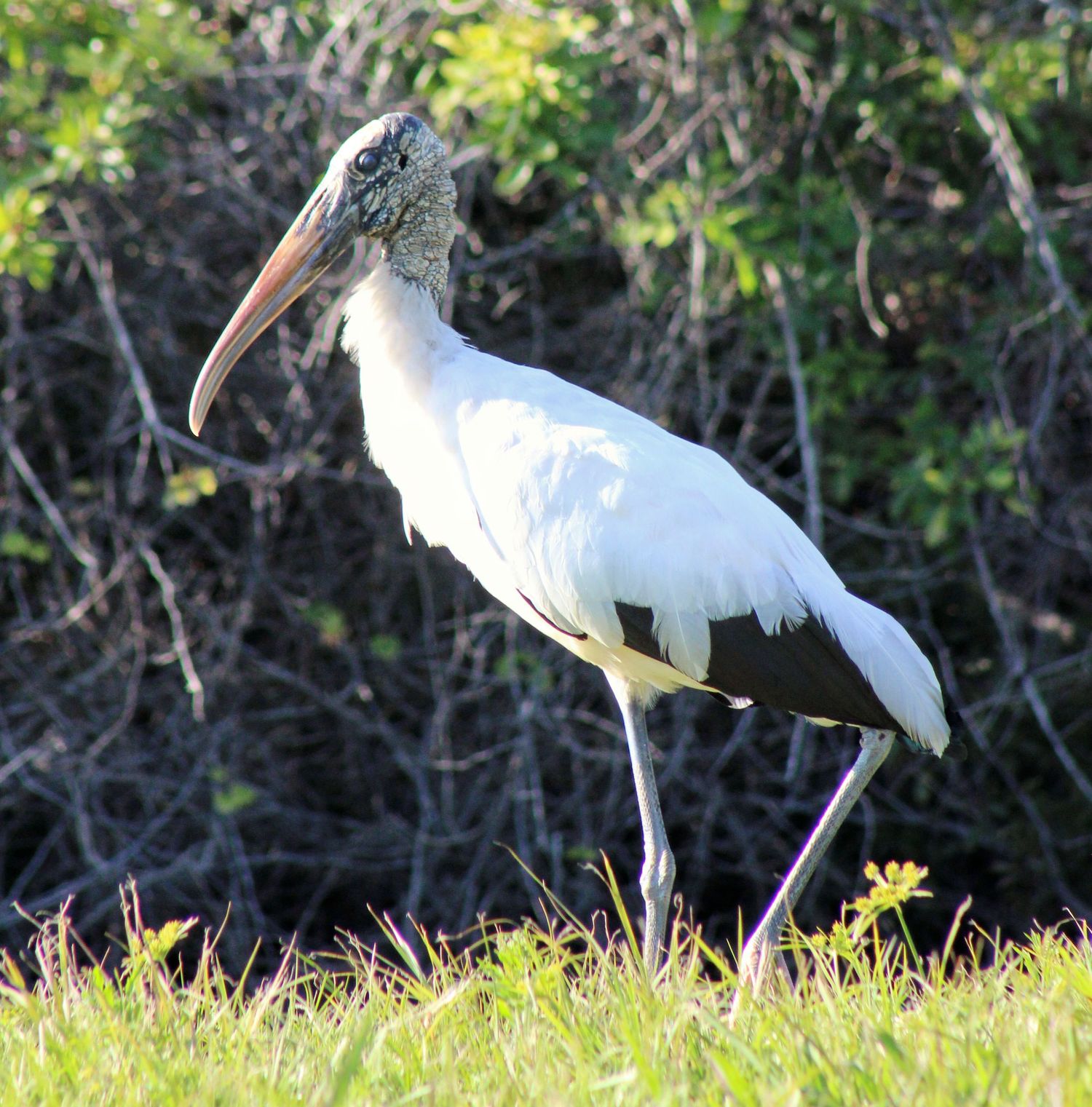 Woodstork
