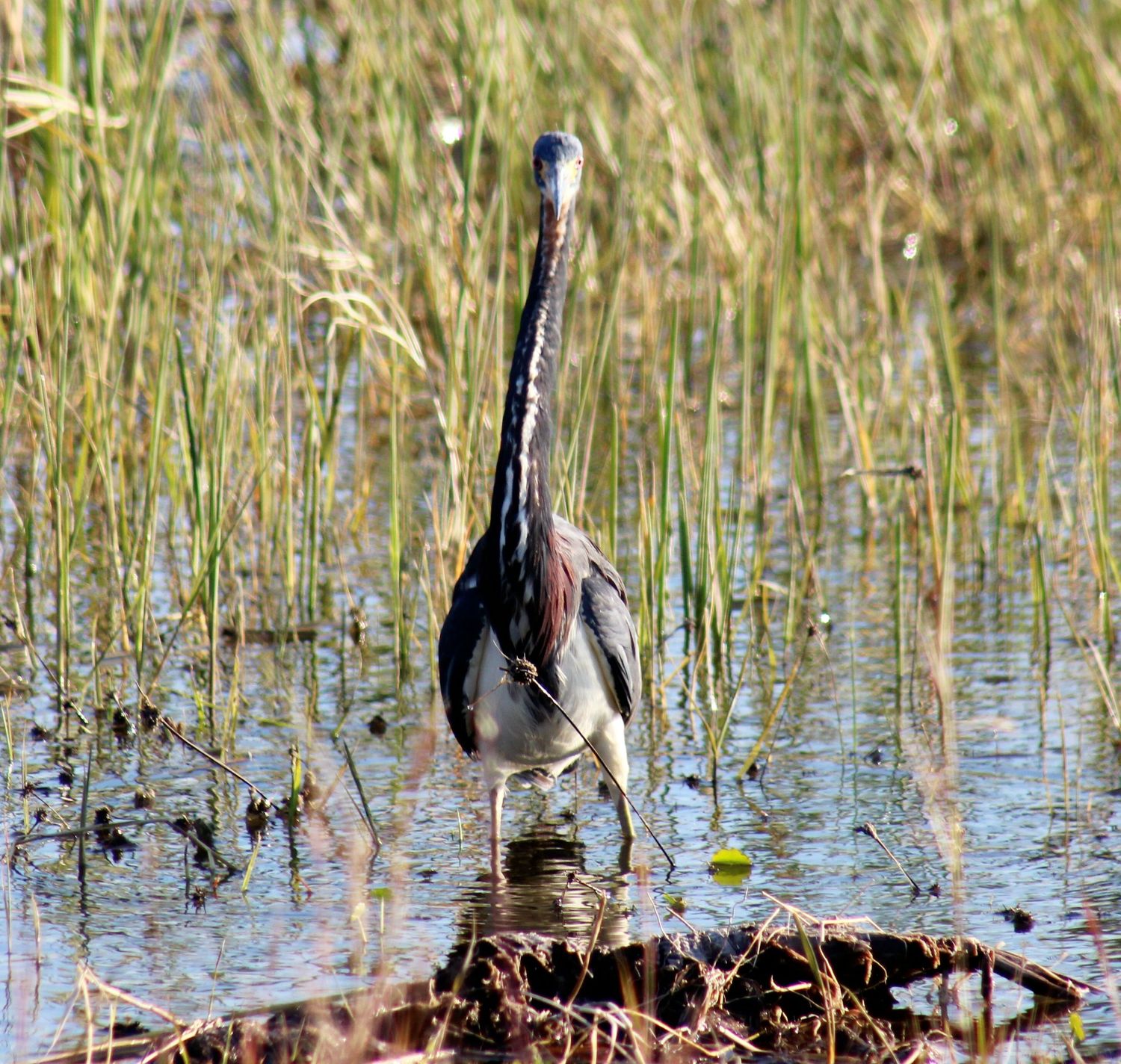 Great Blue Heron