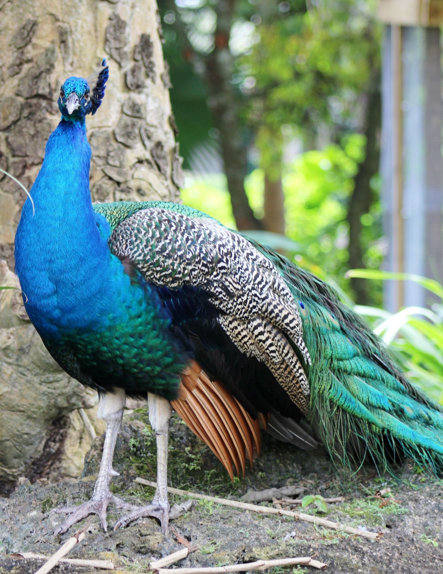 Peacock