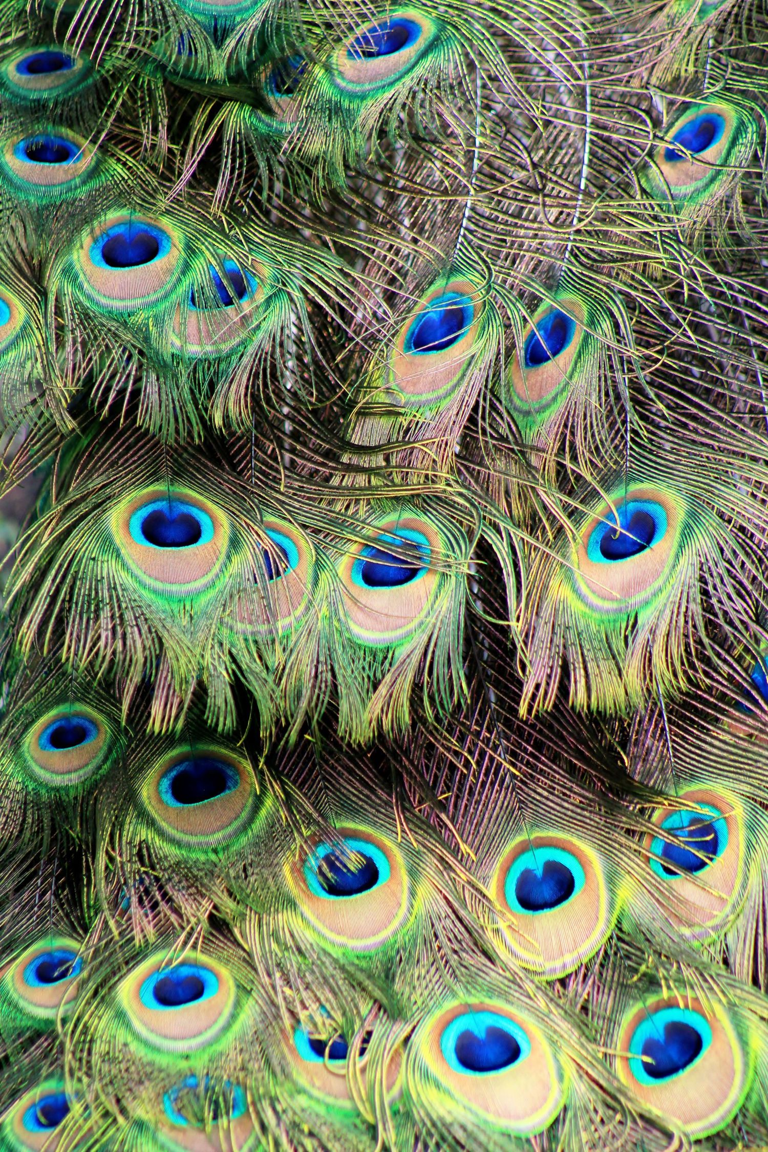 Fine As Feathers