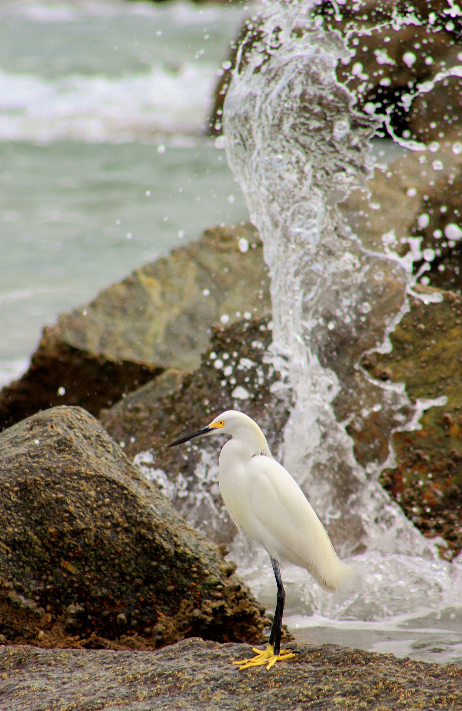Snowy Egret