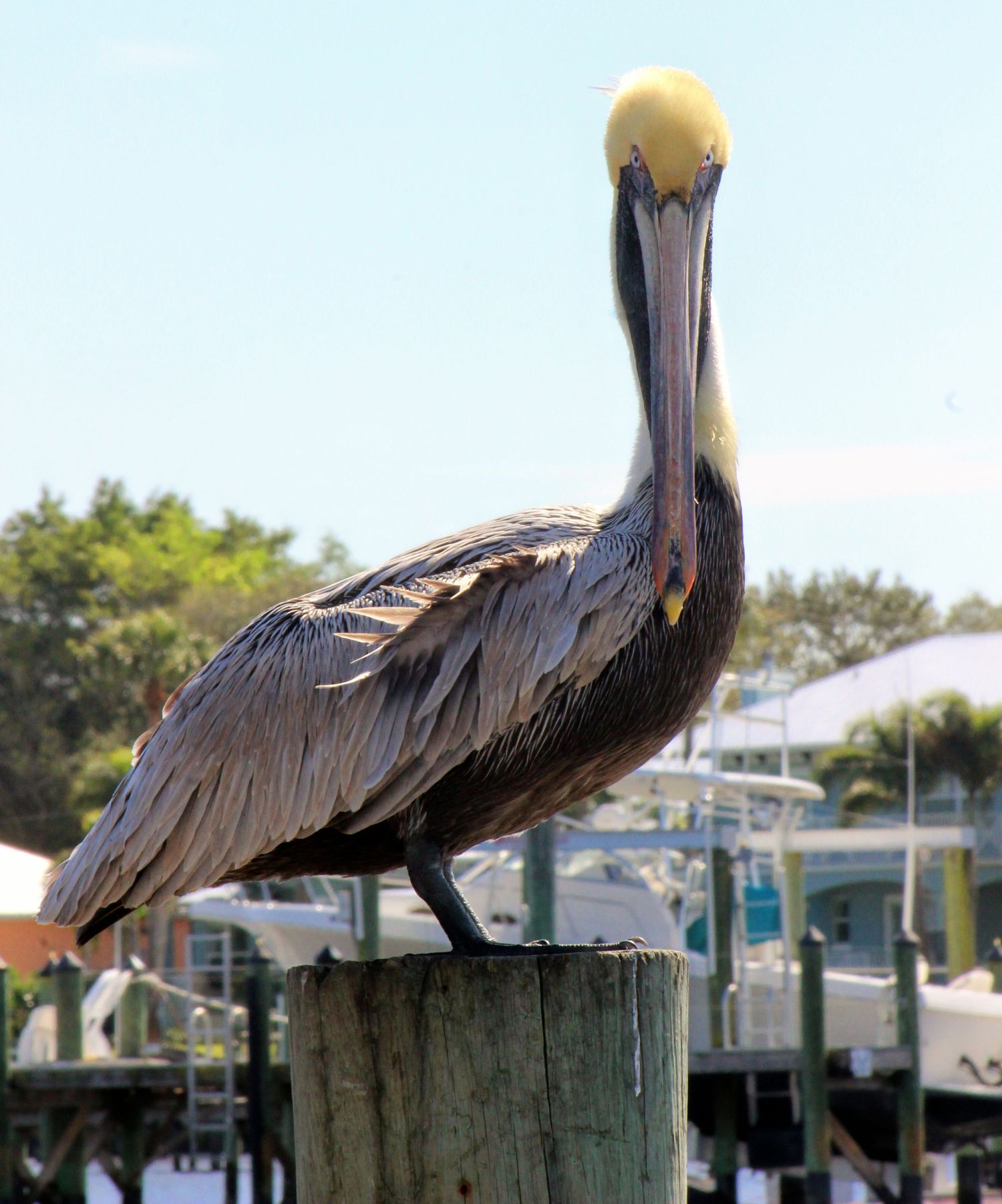 Pelican