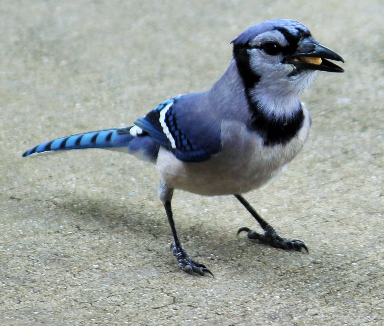 Bluejay