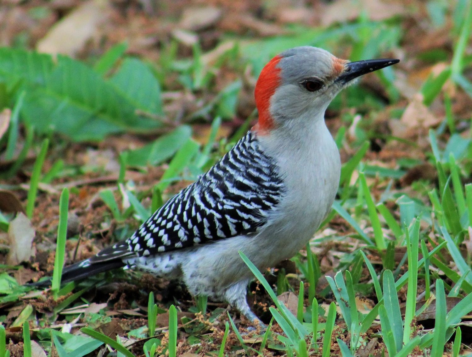 Baby Woodpecker
